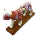 Buy one 12004 Animal Cat, Half Acupuncture and Half Muscle Cat Anatomical Model
